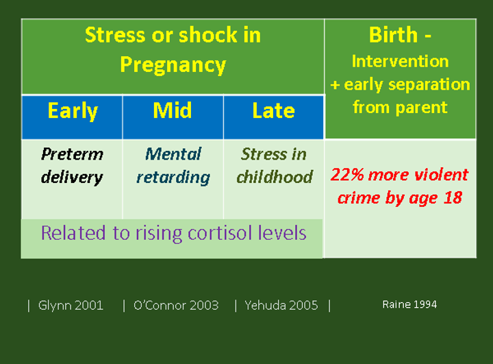 Table showing the potential negative effects of stress or shock during pregnancy on a child's development, including preterm delivery, mental retardation, stress in childhood, and increased risk of violent crime by age 18. Also notes that these effects are related to rising cortisol levels.