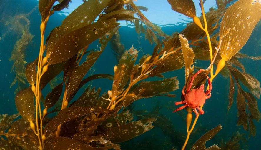 A photo of seaweed underwater. A brightly coloured crap clings to one frond. Sunlight falls from the surface and makes you wish you were a fish. Or maybe a shark. I'd like to be a shark, myself.