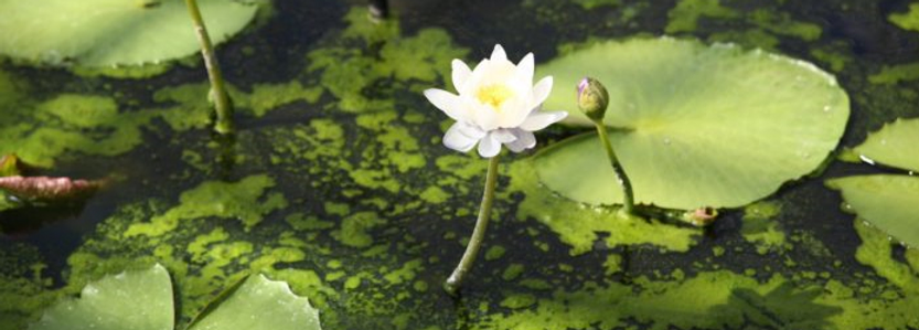 Photo of a pond lily in bloom among algae on the surface of the water.