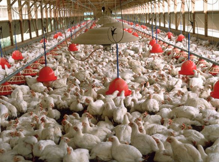 Photo of thousands of battery hens crammed into a vast coop.