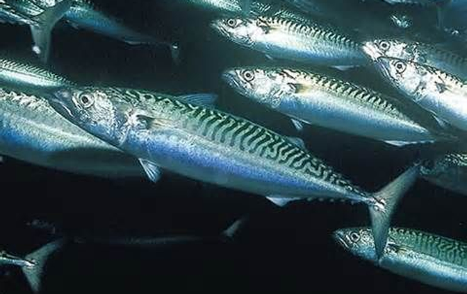 Photo of a school of mackerl swimming in the sea