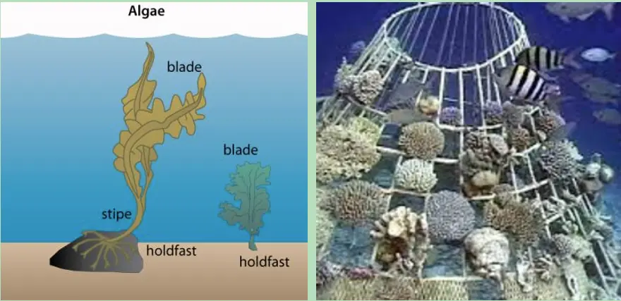 Picrure depcting the anatomy of algae next to a picture of fish swimming next to what appears to be a coral basket.