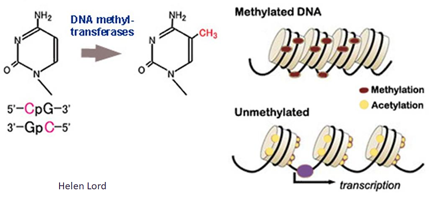 Diagram of molecular structures and DNA transcription processes