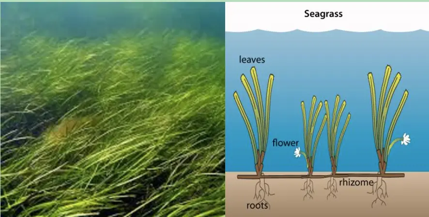 Photo of seagrass next to a pciture of its anatomy