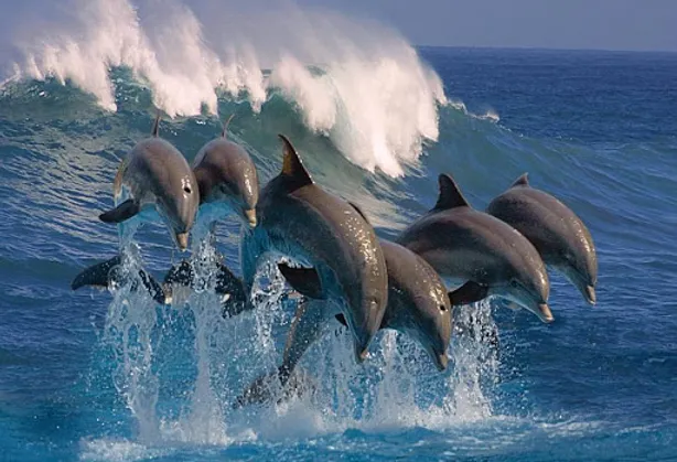 Photo of a school of dophins jumping out of the sea. Behind them rises a large cresting wave