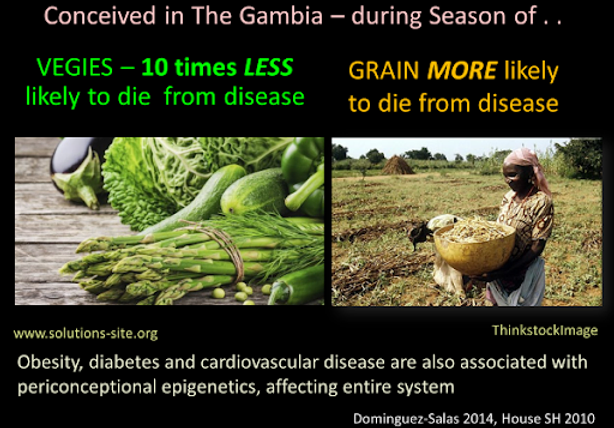 Slide showing figures from Gambia: 10 less likely to die from disease if born during season of veggies vs grain